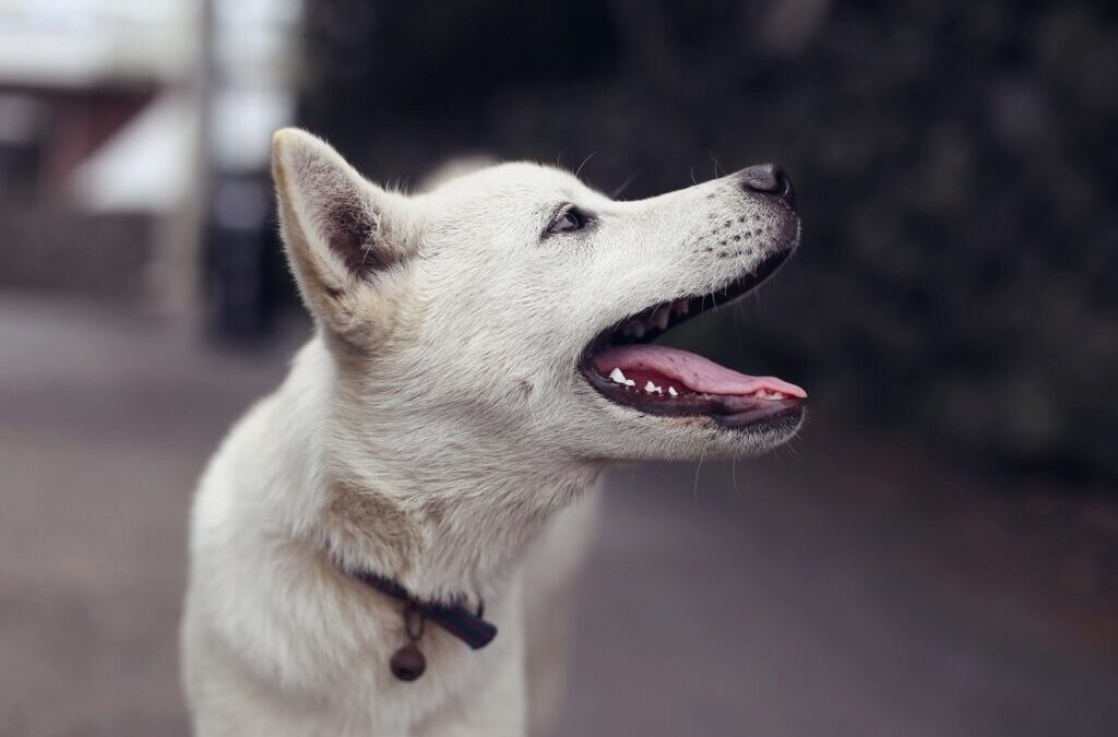 Dog Training: Want A Well-Behaved Pup? Let’s Train! 🐶 TL;DR:…