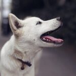 Dog-training_and_Water-use-efficiency-in-agriculture-1024×682-1