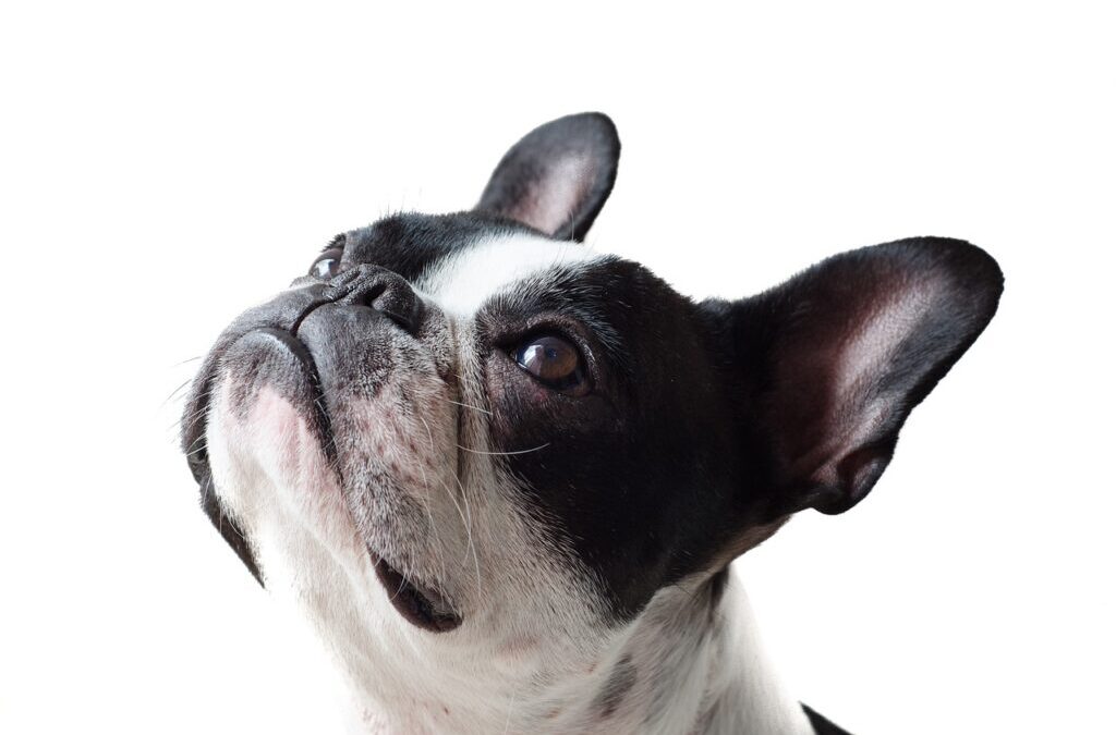 Dog Training » Want A Well-Behaved Pup? Let’s Train! TL;DR:…