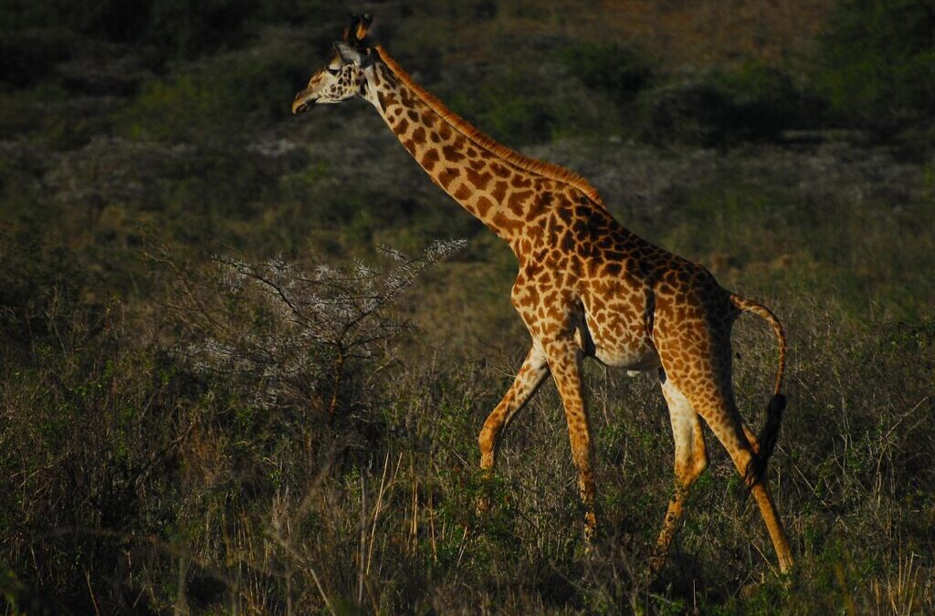 Effects On Local Wildlife And Ecosystems / The Great Salt…