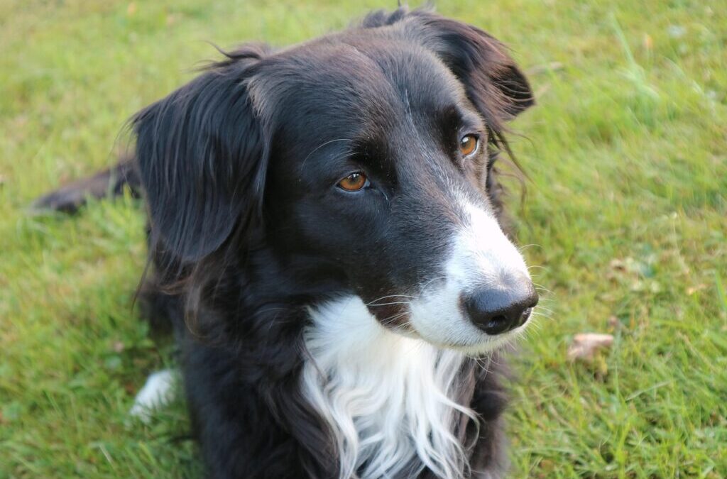 Exercise Routines To Keep Your Border Collie Fit. – Keeping…