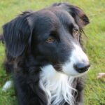 Exercise-routines-to-keep-your-Border-Collie-fit._and_human-and-animal-ethics-1024×682-1