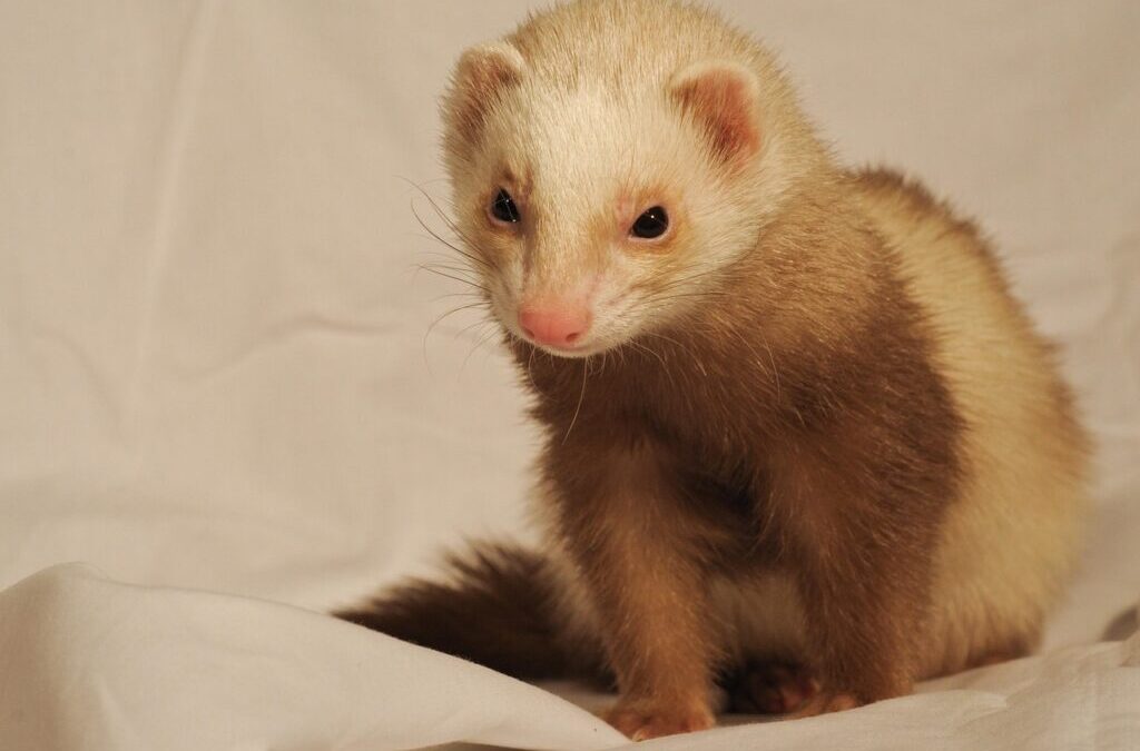 Ferret » Ferrets: The Curious And Playful Pets TL;DR -…