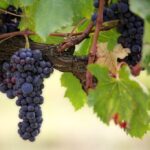 Food_and_8.-Water-supply-1024×682-1