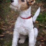 Fox-Terrier_and_Grilling-seafood-663×1024-1