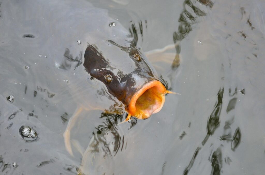 Freshwater Distribution » A Lifeline For The West: Solving America’s…