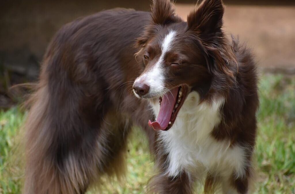 Fun Games And Activities To Play With Your Border Collie….