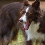 Fun-games-and-activities-to-play-with-your-Border-Collie._and_Honduran-Gastronomy-1024×682-1