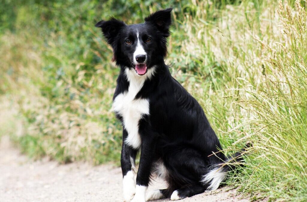 Fun Games And Activities To Play With Your Border Collie….