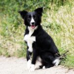 Fun-games-and-activities-to-play-with-your-Border-Collie._and_featured-red-spice-1024×764-1
