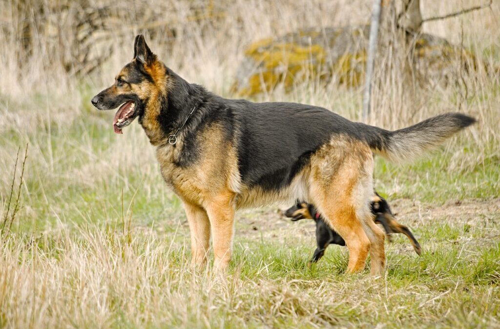 German Shepherd Dog: Meet The German Shepherd: A Loyal And…