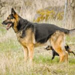 German-Shepherd-Dog_and_6.-Water-stewardship-1024×678-1