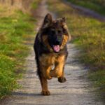 German-Shepherd_and_Food-Preparation-Spices-959×1024-1