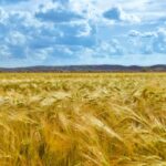 Grains_and_Climate-change-and-Great-Salt-Lake-levels-1024×673-1