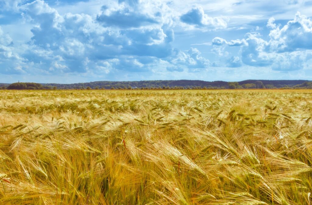 Grains – Grains: Tiny Seeds, Big Impact! Ever Heard Of…