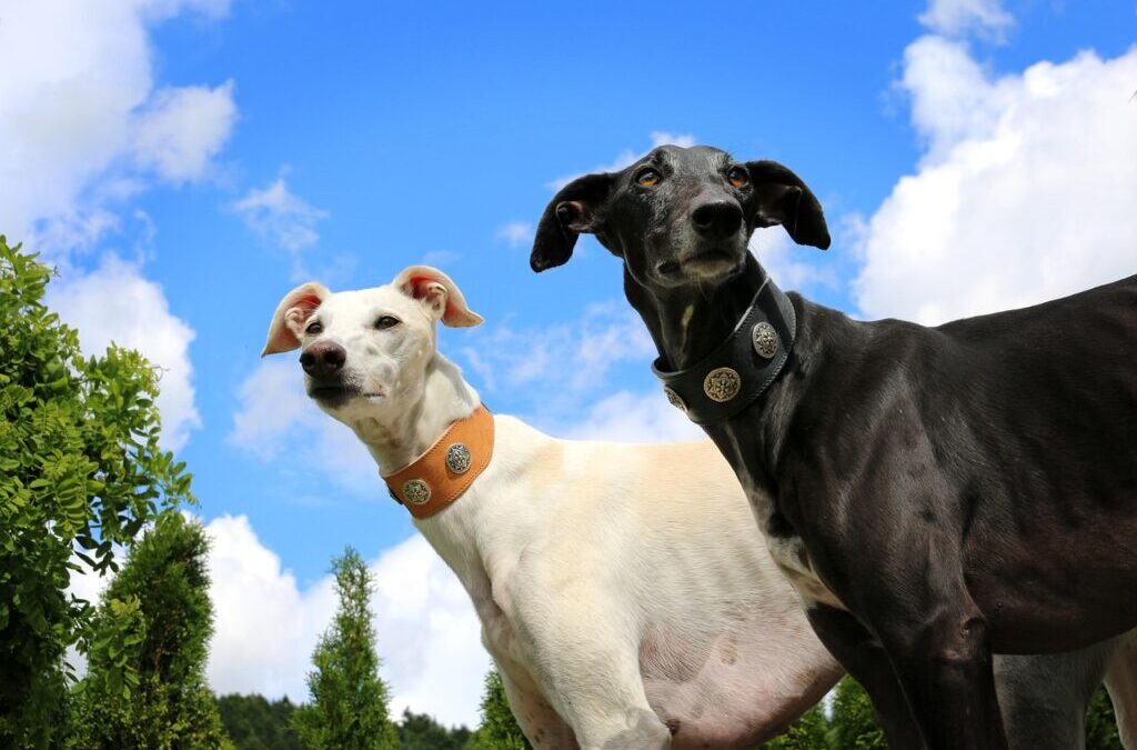 Greyhound ~ Hop On Board: Your Guide To Greyhound Bus…