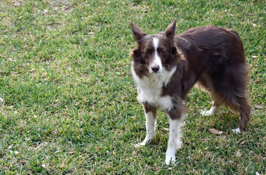Grooming Tips For Border Collies.: Border Collie Grooming: Keeping Your…