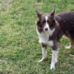 Grooming-tips-for-Border-Collies._and_grain-recipes-for-any-mood-1024×682-1