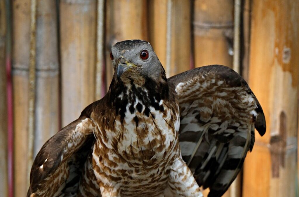 Hawk: Meet The Hawk: A Master Of The Skies TL;DR…