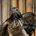Hawk_and_Water-rights-in-Colorado-River-basin-1024×682-1