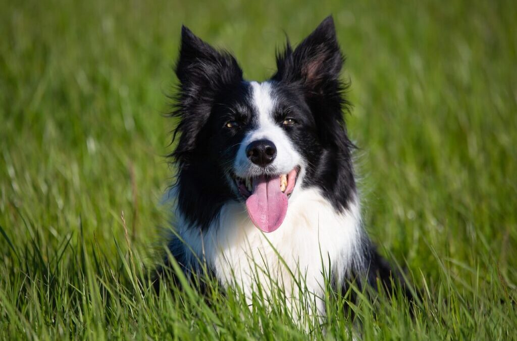 Heartwarming Stories From Border Collie Owners. | Border Collie Love:…