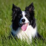 Heartwarming-stories-from-Border-Collie-owners._and_Healthy-cooking-substitutes-1024×682-1