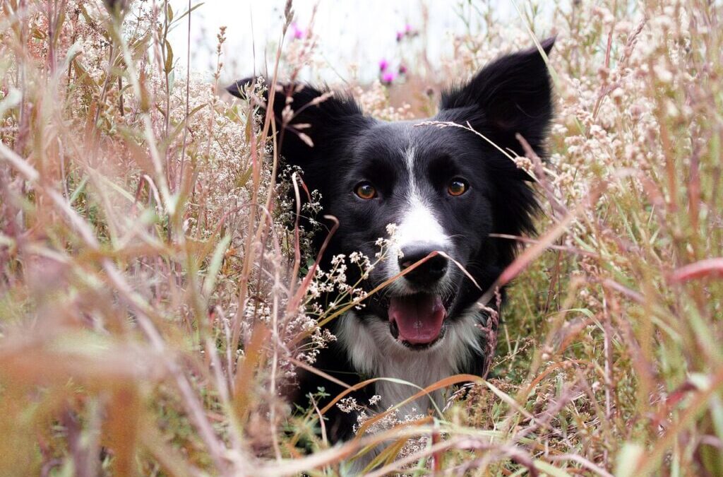 Heartwarming Stories From Border Collie Owners. » Border Collie Love:…