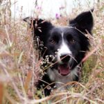 Heartwarming-stories-from-Border-Collie-owners._and_Water-availability-forecasting-1024×682-1