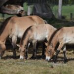 Hippopotomonstrosesquippedaliophobia_and_animal-welfare-in-disaster-preparedness-1024×682-1