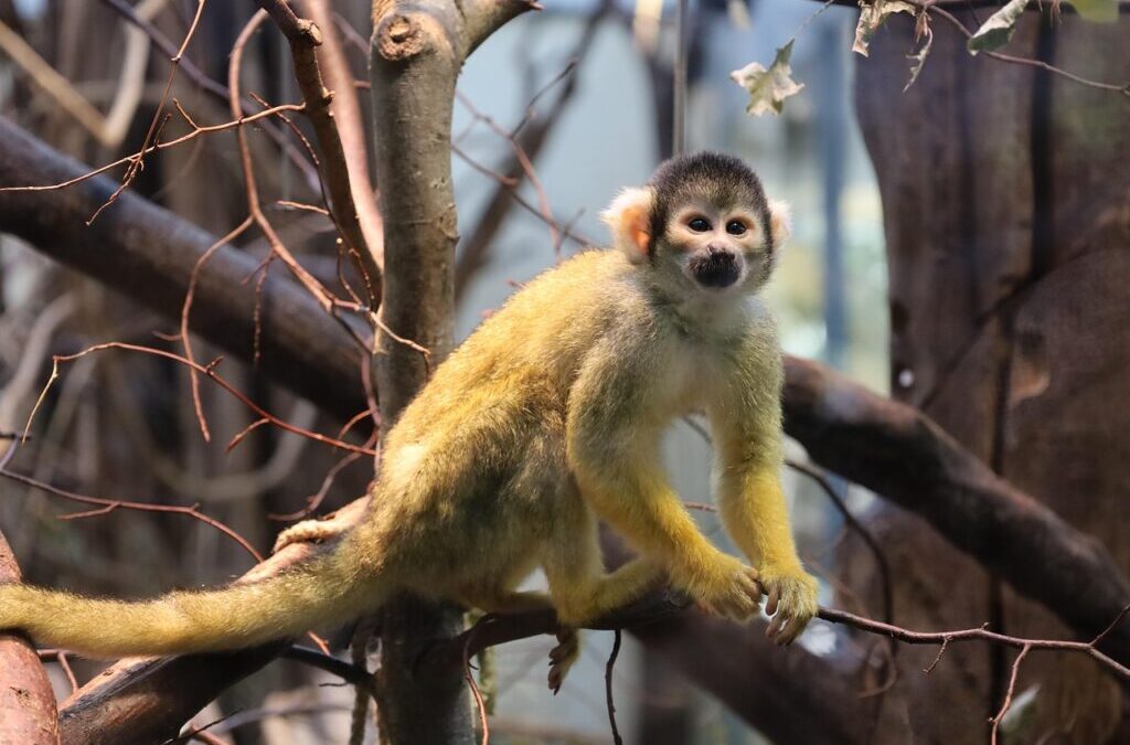 Howler Monkey: Meet The Howler Monkey: Nature’s Loudest Singers! TL;DR…