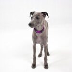 Ibizan-Hound_and_Active-Climate-Rescue-Initiative-climate-action-1024×682-1