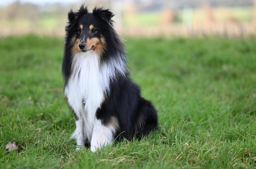 Icelandic Sheepdog – Meet The Icelandic Sheepdog: A Fluffy Friend…