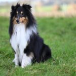 Icelandic-Sheepdog_and_Social-benefits-of-water-restoration-1024×683-1