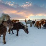 Icelandic-Sheepdog_and_Water-scarcity-in-semi-arid-regions-1024×640-1