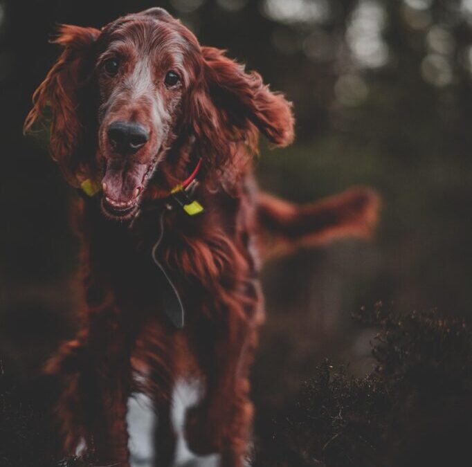 Irish Setter » A Look At The Irish Setter: A…