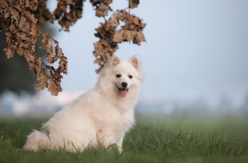 Keeshond – Meet The Keeshond: A Fluffy Friend With A…