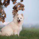 Keeshond_and_Halal-Kebabs-1024×682-1