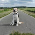 Labrador-Retriever_and_Water-scarcity-in-bottled-water-768×1024-1