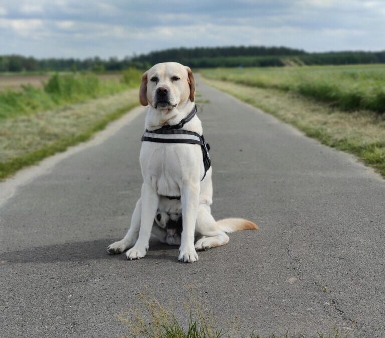 Labrador Retriever / Meet The Loyal Labrador Retriever: Your New…