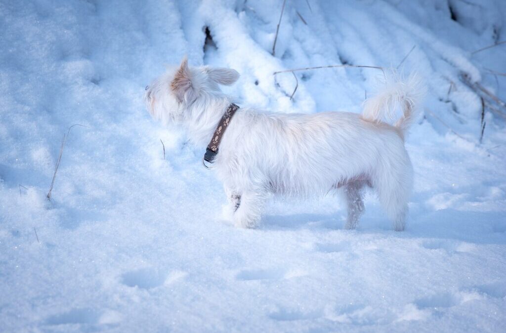 Maltese / Unraveling The Mysteries Of Maltese! TL;DR: Maltese Is…