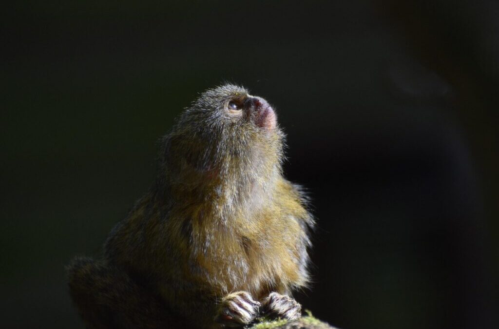 Marmoset / Meet The Marmoset: A Tiny Monkey With A…