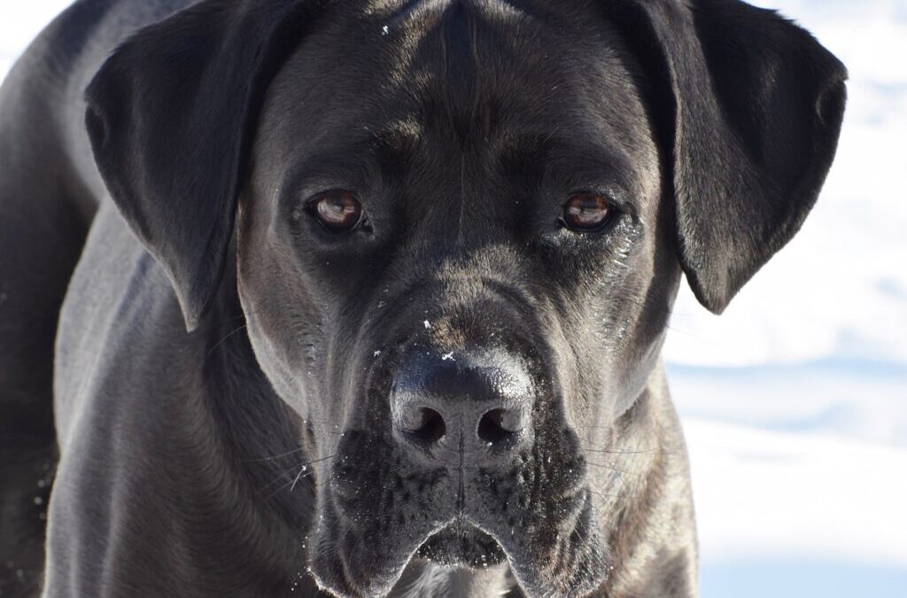 Mastiff – Meet The Gentle Giants: Mastiffs TL;DR – Too…