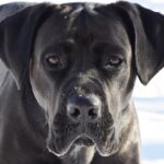 Mastiff_and_fat-in-seasoned-chicken-1024×770-1