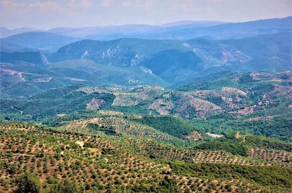 Mediterranean / Dive Into The Mediterranean: A Flavorful Journey TL;DR:…