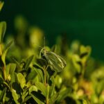 Nature_and_Water-stress-in-plants-1024×682-1