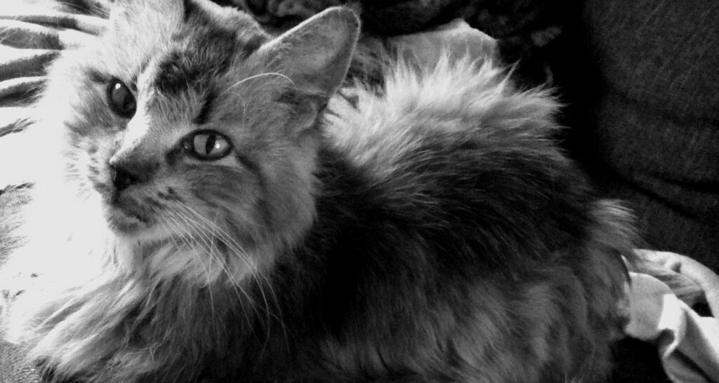 Norwegian Lundehund: Meet The Lundehund: Norway’s Six-Toed Wonder! TL;DR: The…