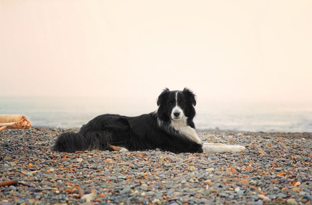 Nova Scotia Duck Tolling Retriever / Meet The Nova Scotia…