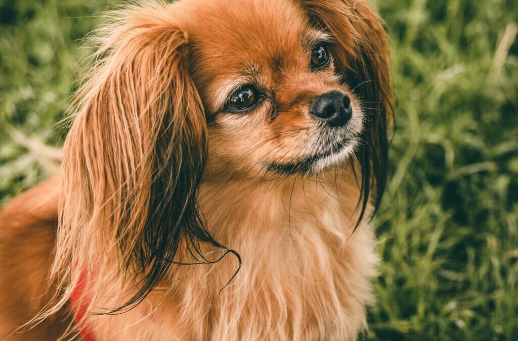 Papillon | Meet The Papillon: A Tiny Dog With A…