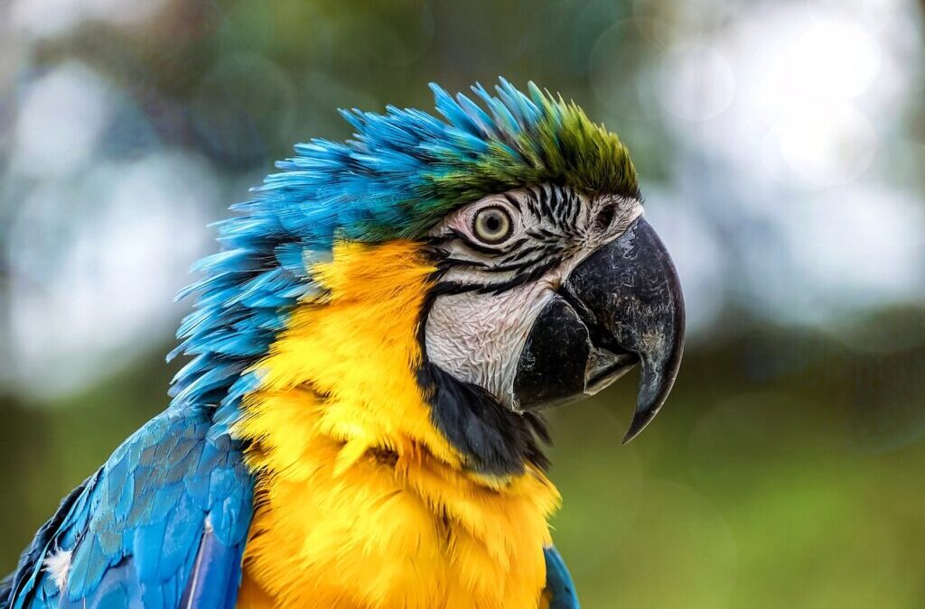 Parrot » 🦜 A Colorful World: Meet The Parrot! 🦜…
