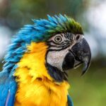 Parrot_and_Blood-Sugar-1024×682-1
